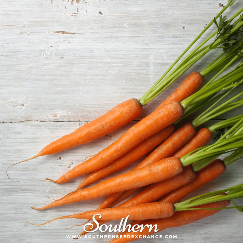 Load image into Gallery viewer, Imperator 58 Carrot – 250 Seeds
