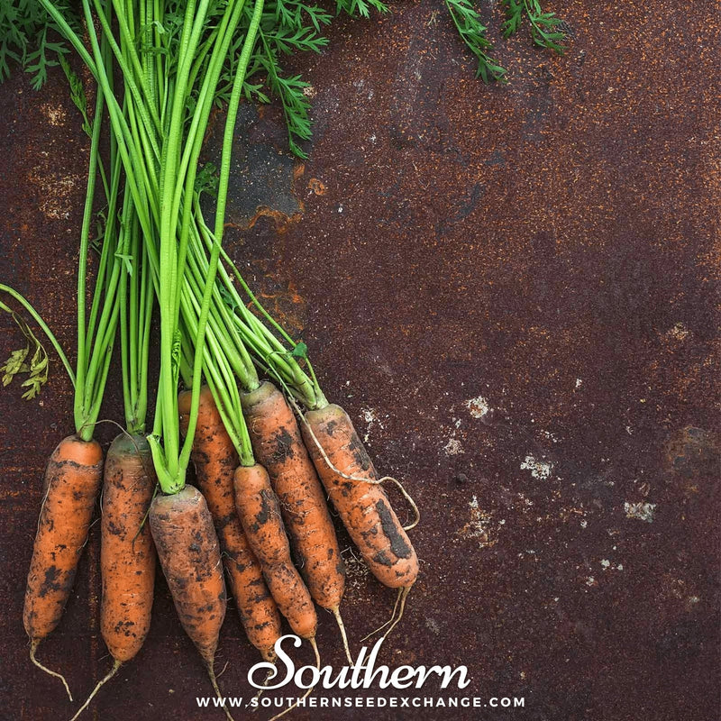 Load image into Gallery viewer, Little Finger Carrot – 250 Seeds
