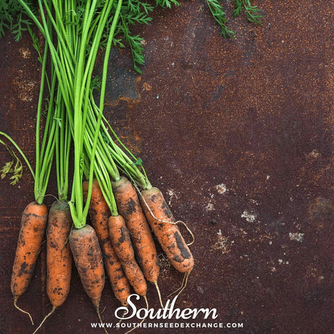 Little Finger Carrot – 250 Seeds, additional product view 2