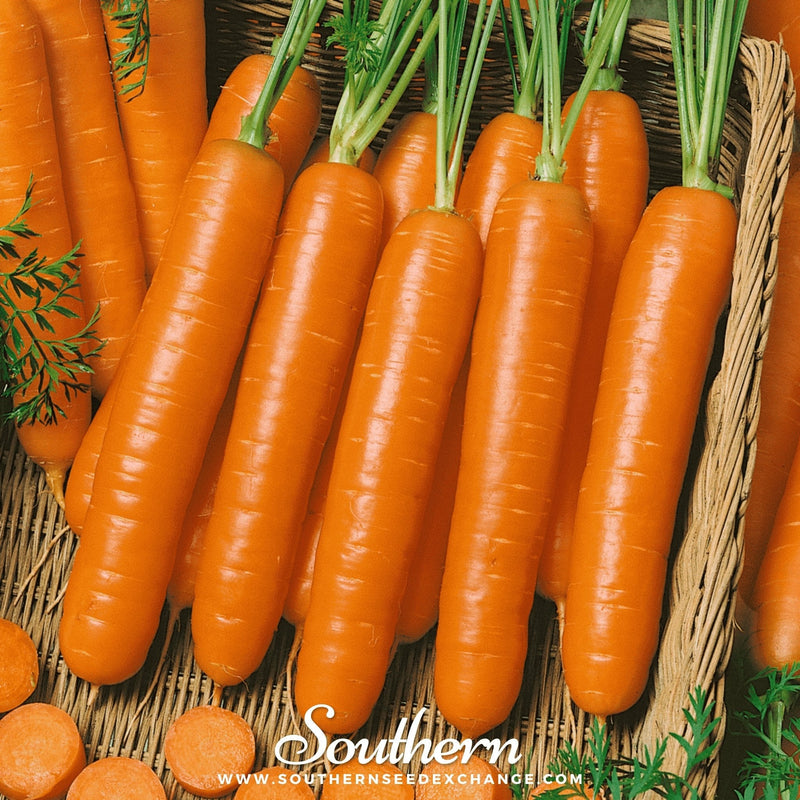 Load image into Gallery viewer, Little Finger Carrot – 250 Seeds
