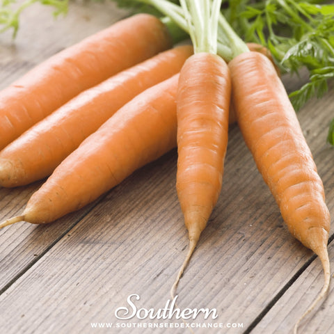 Little Finger Carrot seeds package, 250 count, GrowTime Garden Supply