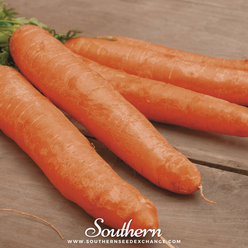 Load image into Gallery viewer, Little Finger Carrot – 250 Seeds
