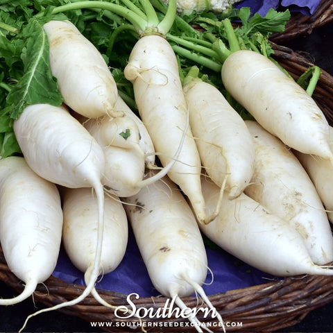 Lunar White Carrot – 250 Seeds, additional product view 2