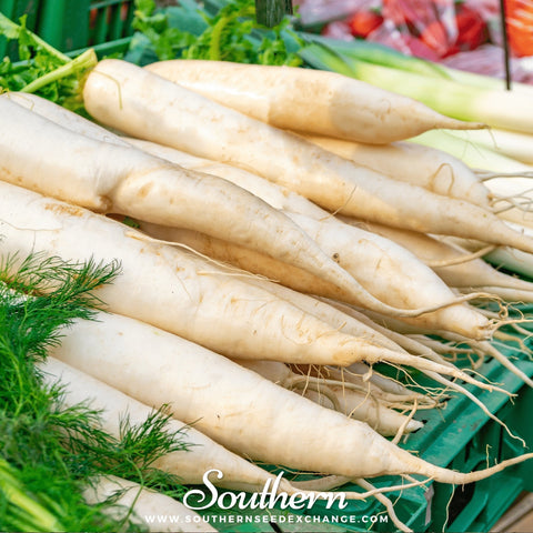 Lunar White Carrot seeds package, 250 count, GrowTime Garden Supply