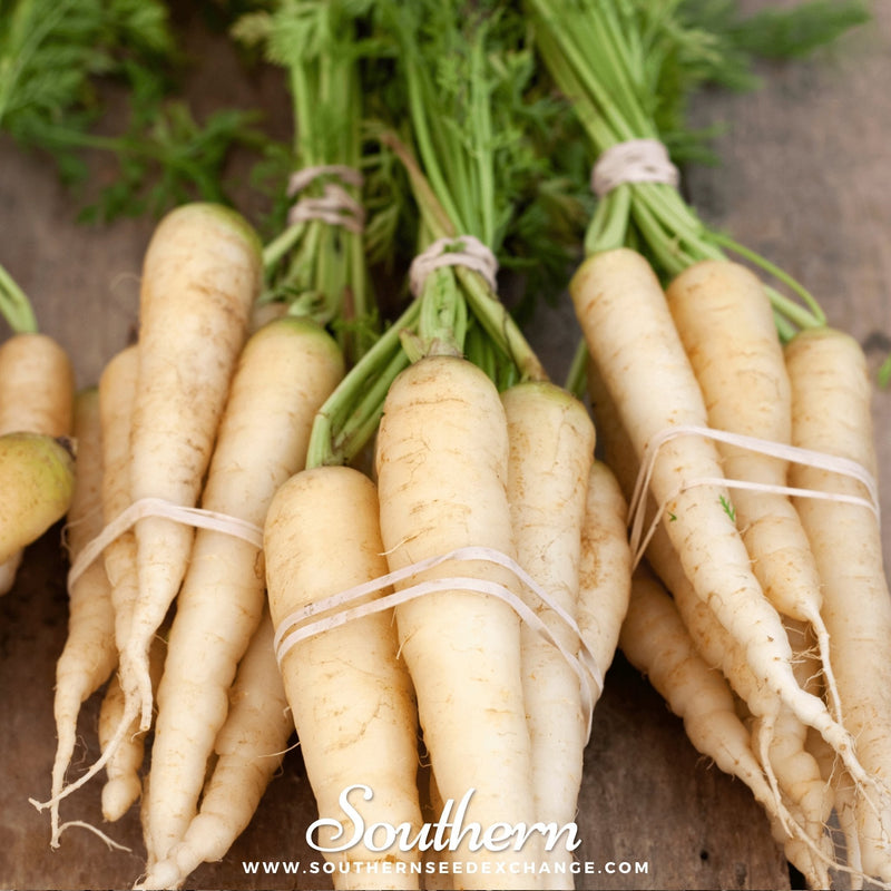 Load image into Gallery viewer, Lunar White Carrot – 250 Seeds
