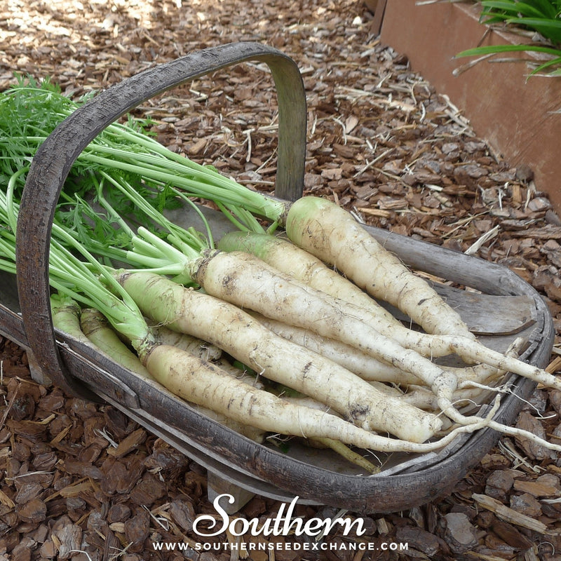 Load image into Gallery viewer, Lunar White Carrot – 250 Seeds
