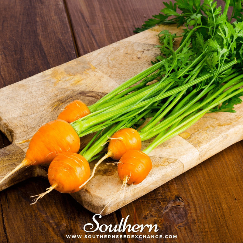 Load image into Gallery viewer, Parisian Carrot – 250 Seeds
