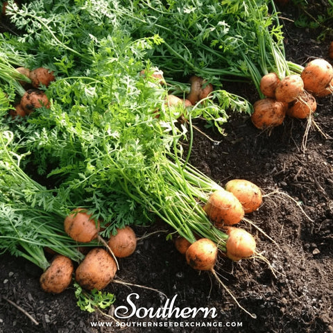 Parisian Carrot – 250 Seeds, additional product view 2