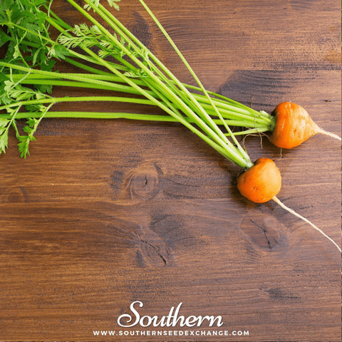 Parisian Carrot seeds package, 250 count, GrowTime Garden Supply