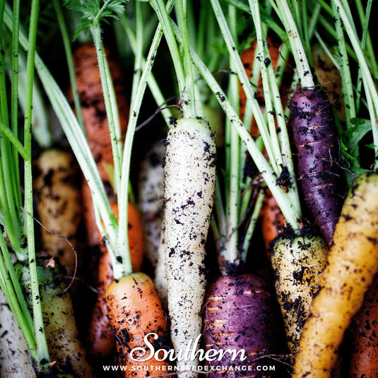 Rainbow Carrot – 100 Seeds