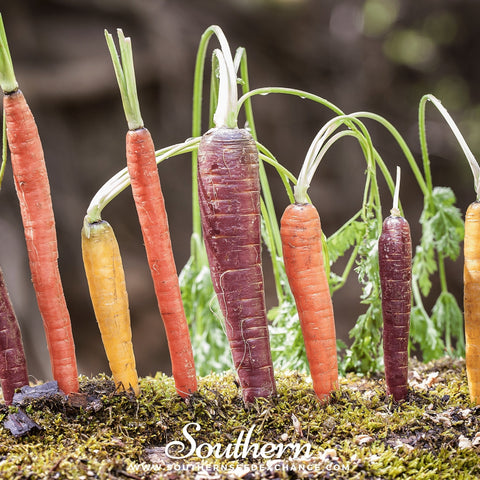 Rainbow Carrot seeds package, 100 count, GrowTime Garden Supply