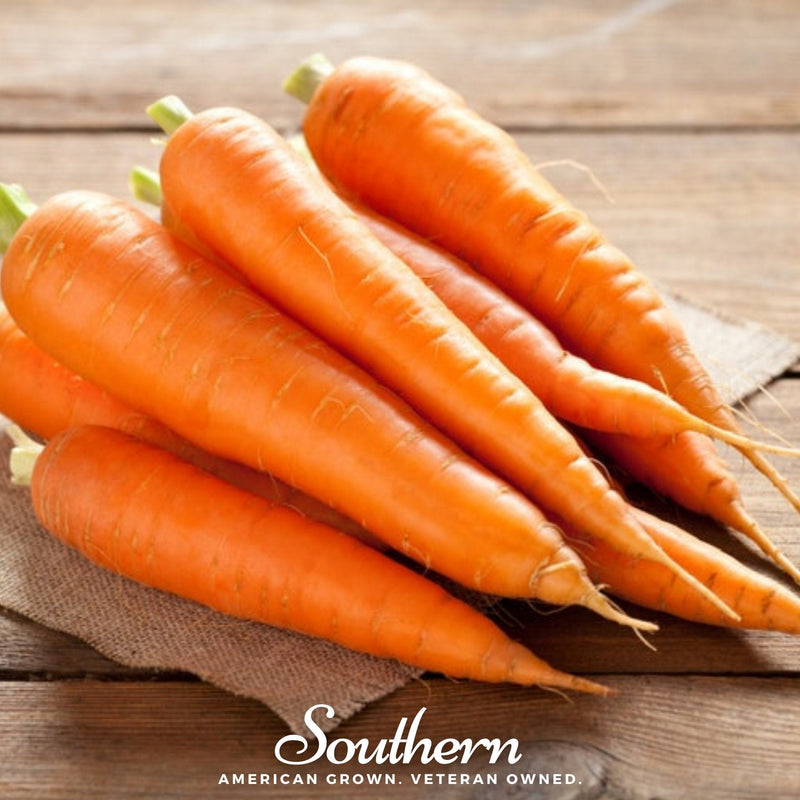 Load image into Gallery viewer, Scarlet Nantes Carrot – 250 Seeds

