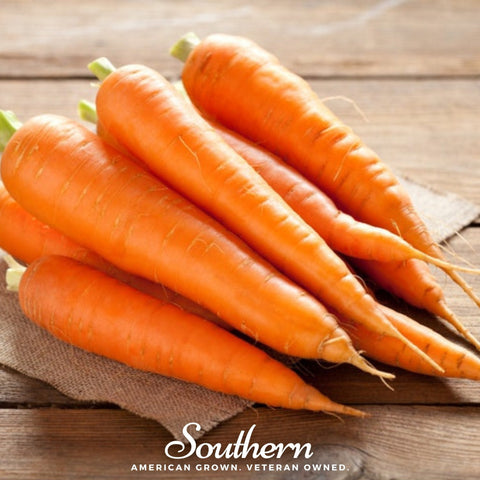 Scarlet Nantes Carrot – 250 Seeds, additional product view 2