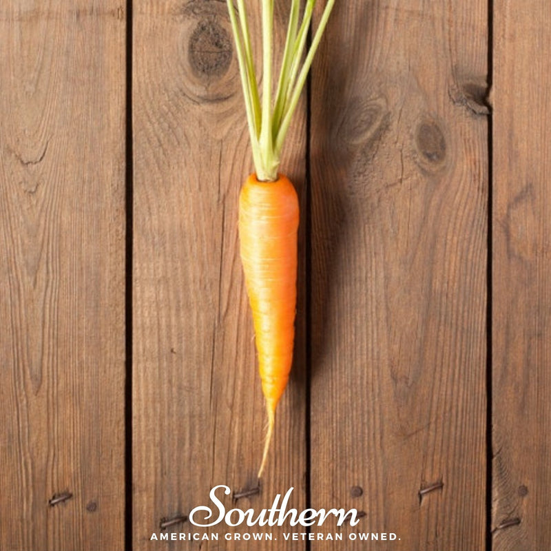 Load image into Gallery viewer, Scarlet Nantes Carrot – 250 Seeds
