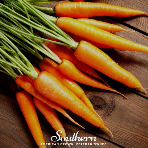 Scarlet Nantes Carrot 250 Seeds