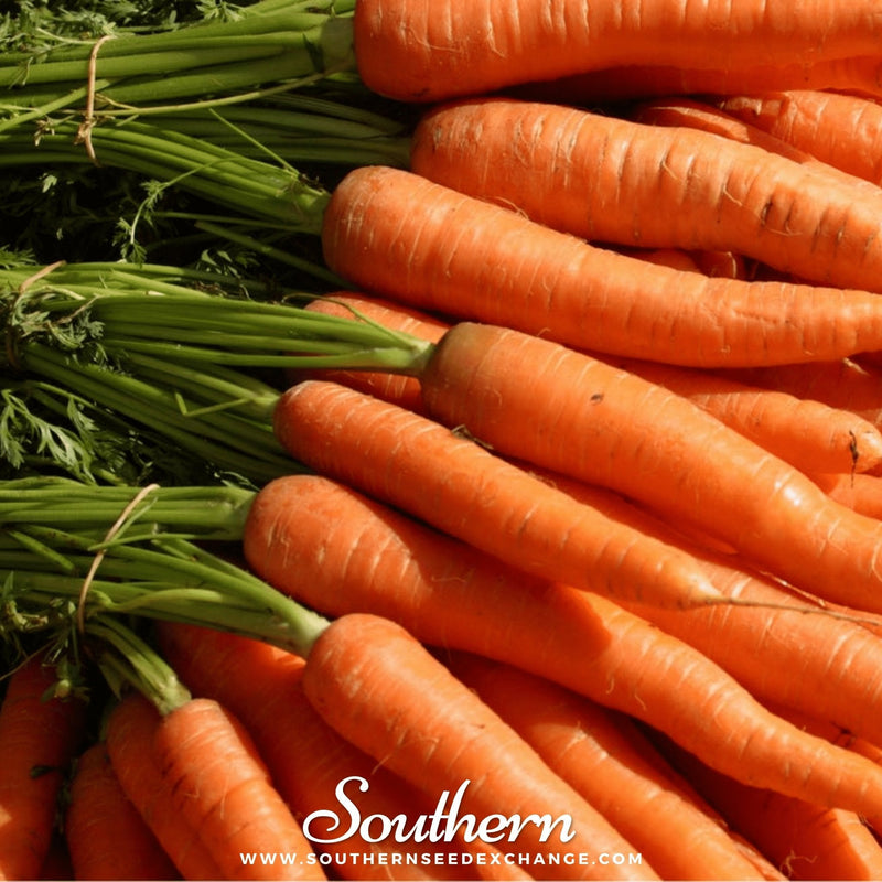 Load image into Gallery viewer, Tendersweet Carrot – 250 Seeds

