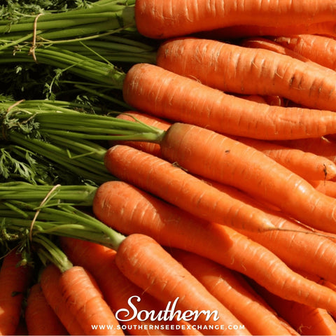 Tendersweet Carrot – 250 Seeds, additional product view 2