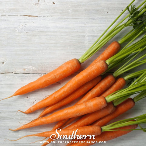 Tendersweet Carrot seeds package, 250 count, GrowTime Garden Supply