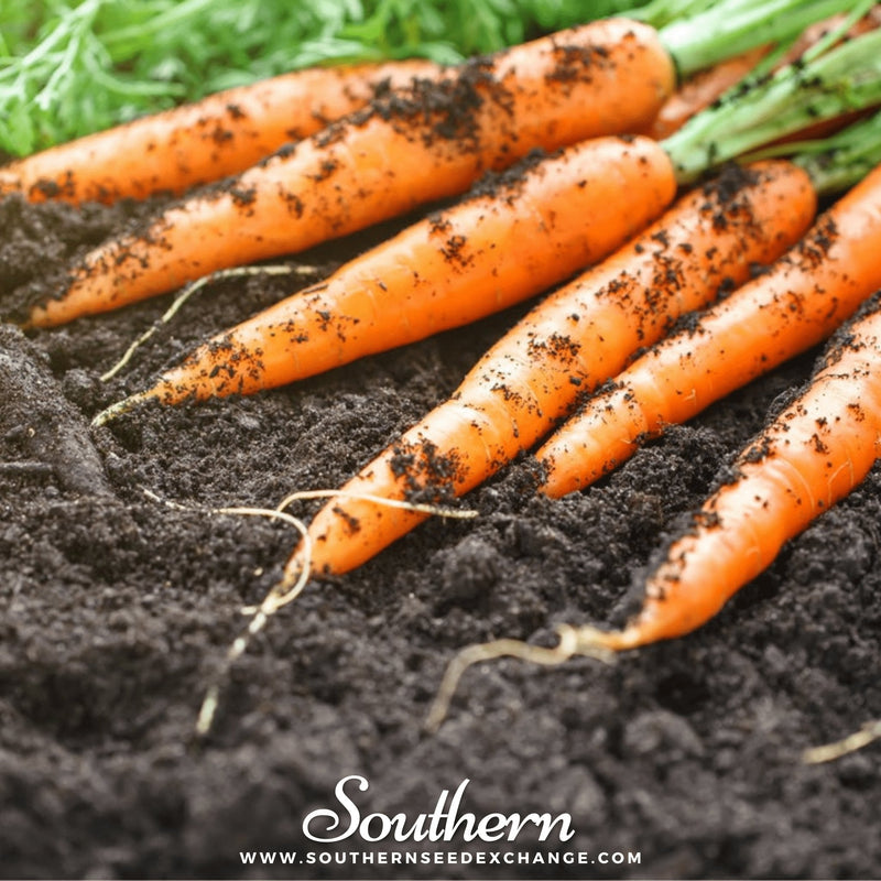 Load image into Gallery viewer, Tendersweet Carrot – 250 Seeds

