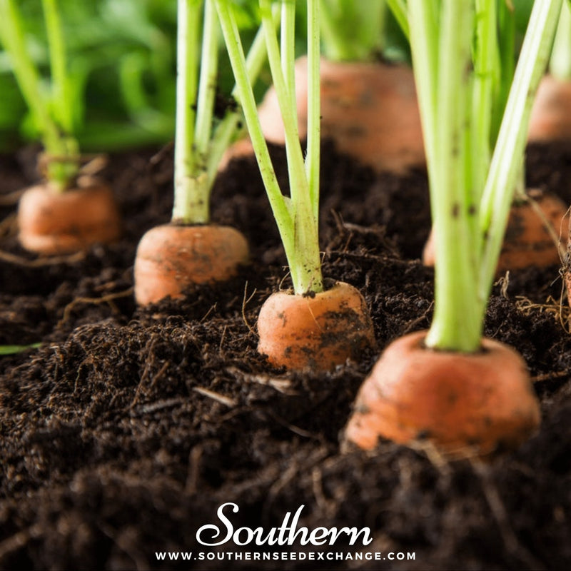 Load image into Gallery viewer, Tendersweet Carrot – 250 Seeds
