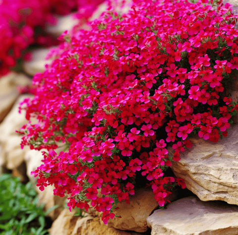 Cascade Red Rockcress 50 Seeds