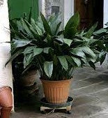 Cast Iron Plant | Aspidistra elatior, additional product view 2