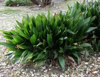 Load image into Gallery viewer, Cast Iron Plant | Aspidistra elatior

