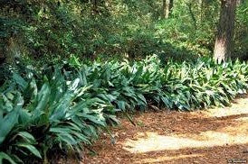 Load image into Gallery viewer, Cast Iron Plant | Aspidistra elatior
