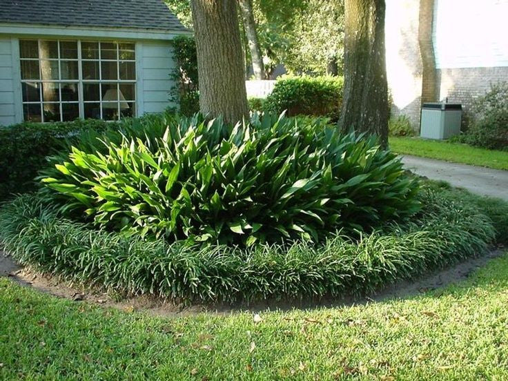 Load image into Gallery viewer, Cast Iron Plant | Aspidistra elatior

