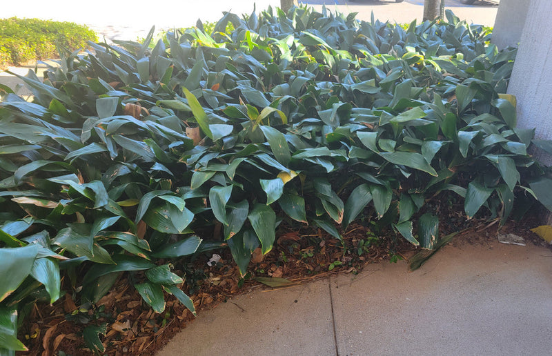 Load image into Gallery viewer, Cast Iron Plant | Aspidistra elatior
