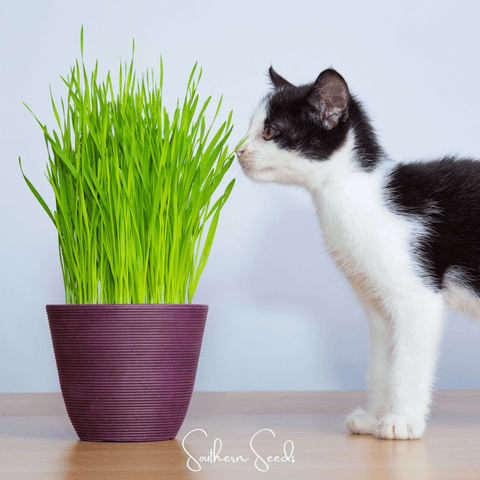 Cat Grass 50 Seeds