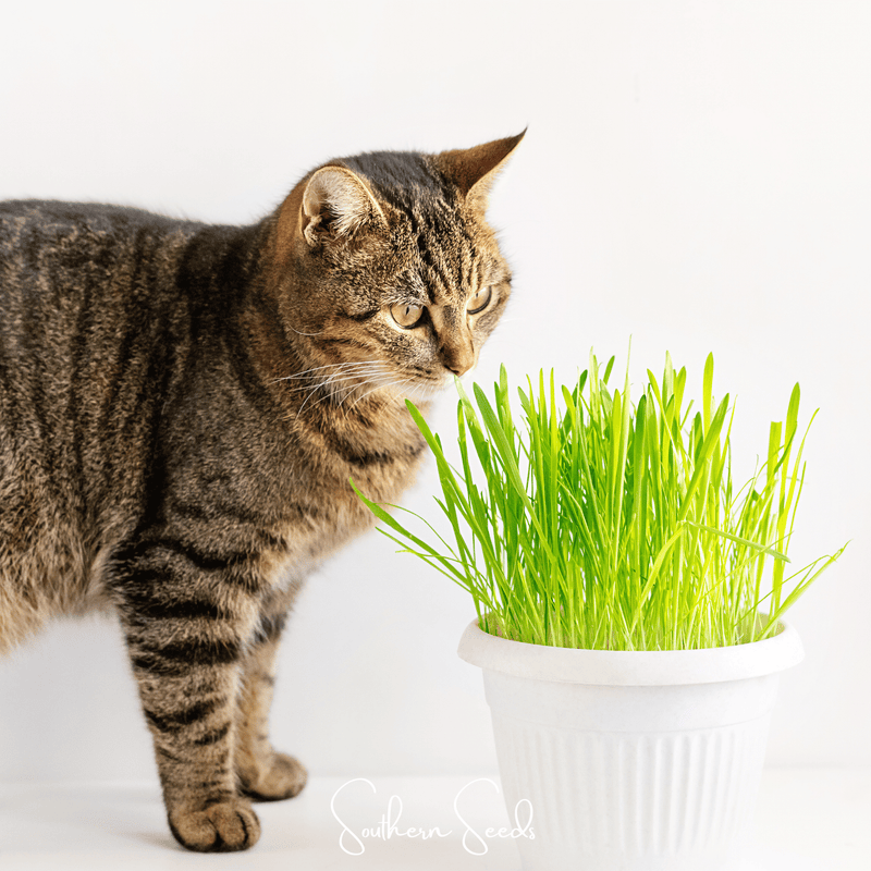 Load image into Gallery viewer, Cat Grass – 50 Seeds
