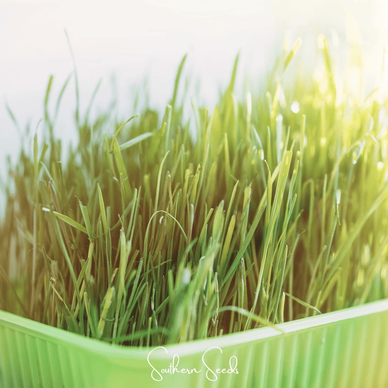 Load image into Gallery viewer, Cat Grass – 50 Seeds
