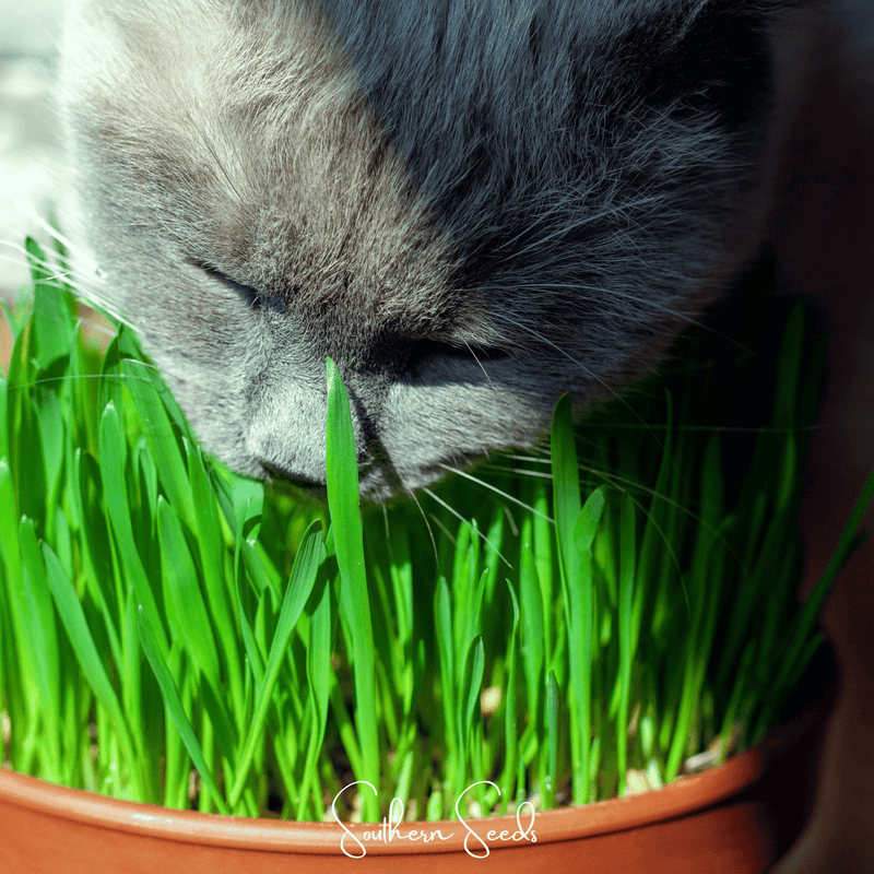 Load image into Gallery viewer, Cat Grass – 50 Seeds

