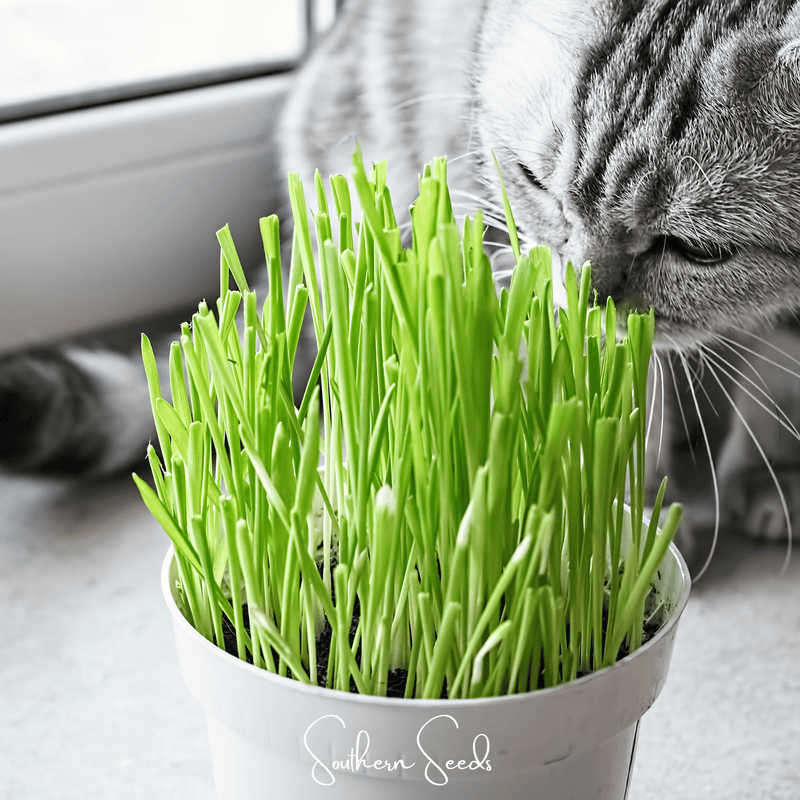 Load image into Gallery viewer, Cat Grass – 50 Seeds
