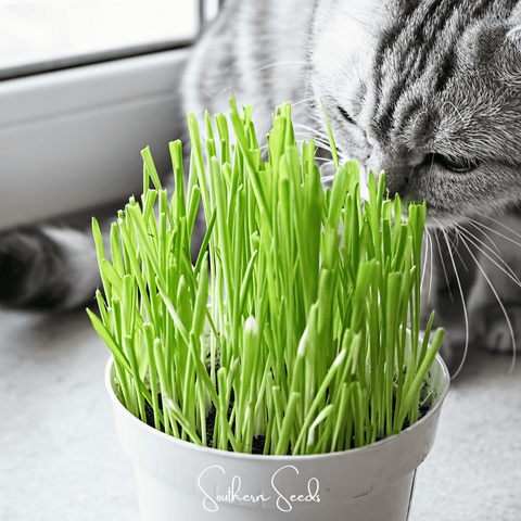 Cat Grass – 50 Seeds, additional product view 2
