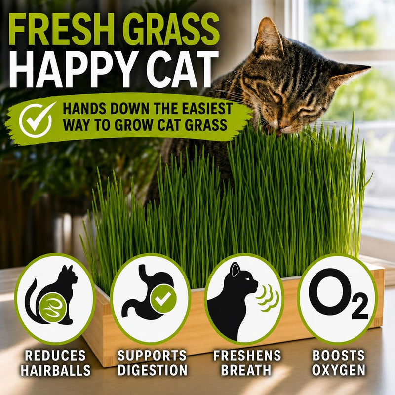 Load image into Gallery viewer, Self Watering Cat Grass Kit. The Easiest Way to Grow Cat Grass.
