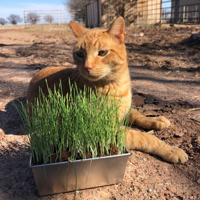 Load image into Gallery viewer, Thunder Acres Barley Seed - Certified Organic - Non-GMO
