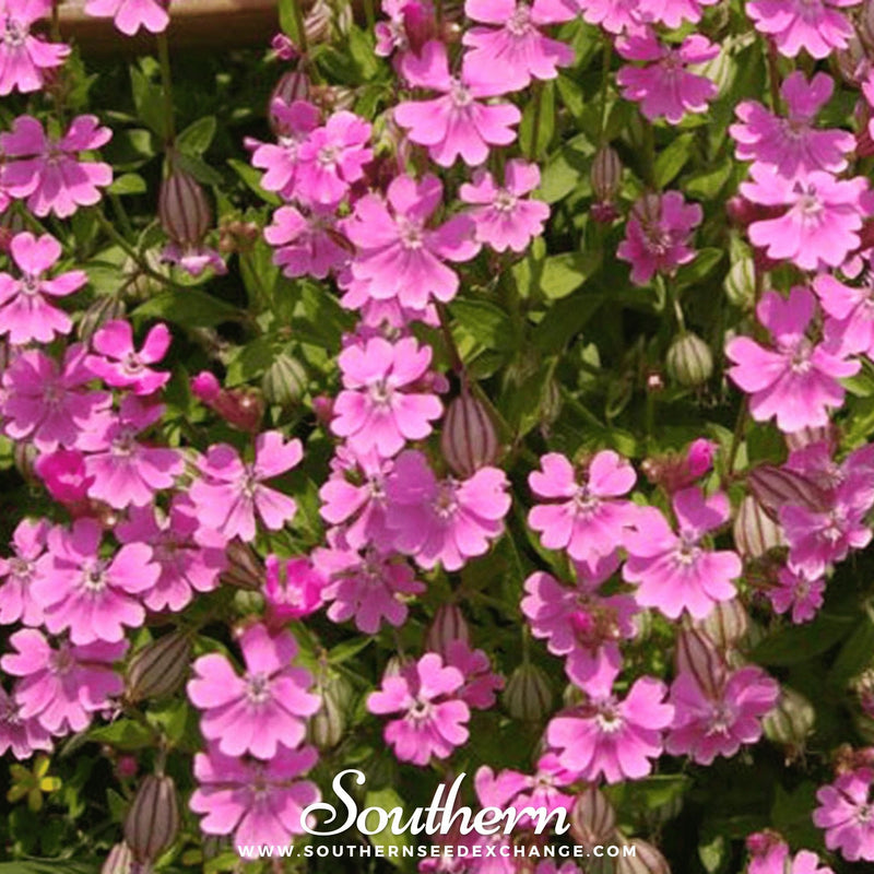 Load image into Gallery viewer, Nodding Catchfly – 100 Seeds
