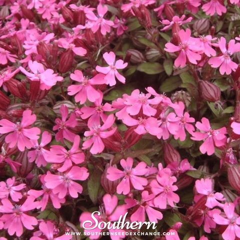Nodding Catchfly – 100 Seeds, additional product view 2