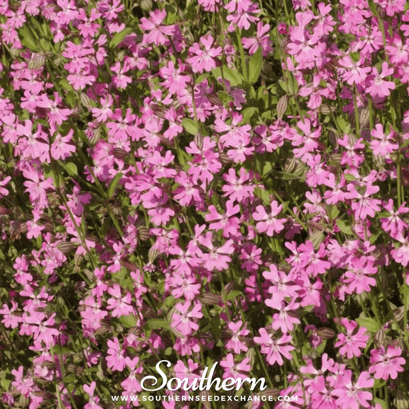 Load image into Gallery viewer, Nodding Catchfly – 100 Seeds
