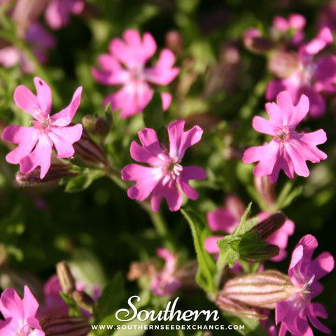 Nodding Catchfly seeds package, 100 count, GrowTime Garden Supply