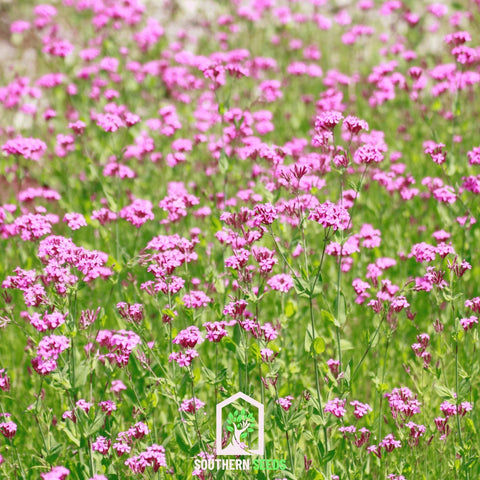 None So Pretty Catchfly – 250 Seeds, additional product view 2
