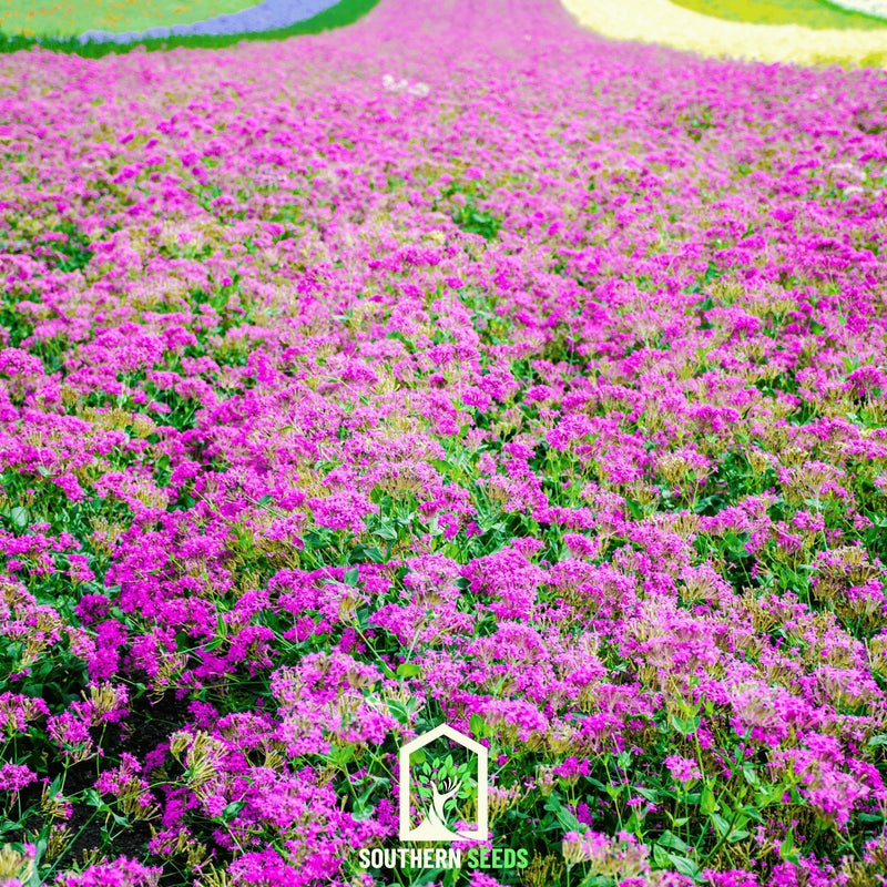 Load image into Gallery viewer, None So Pretty Catchfly – 250 Seeds
