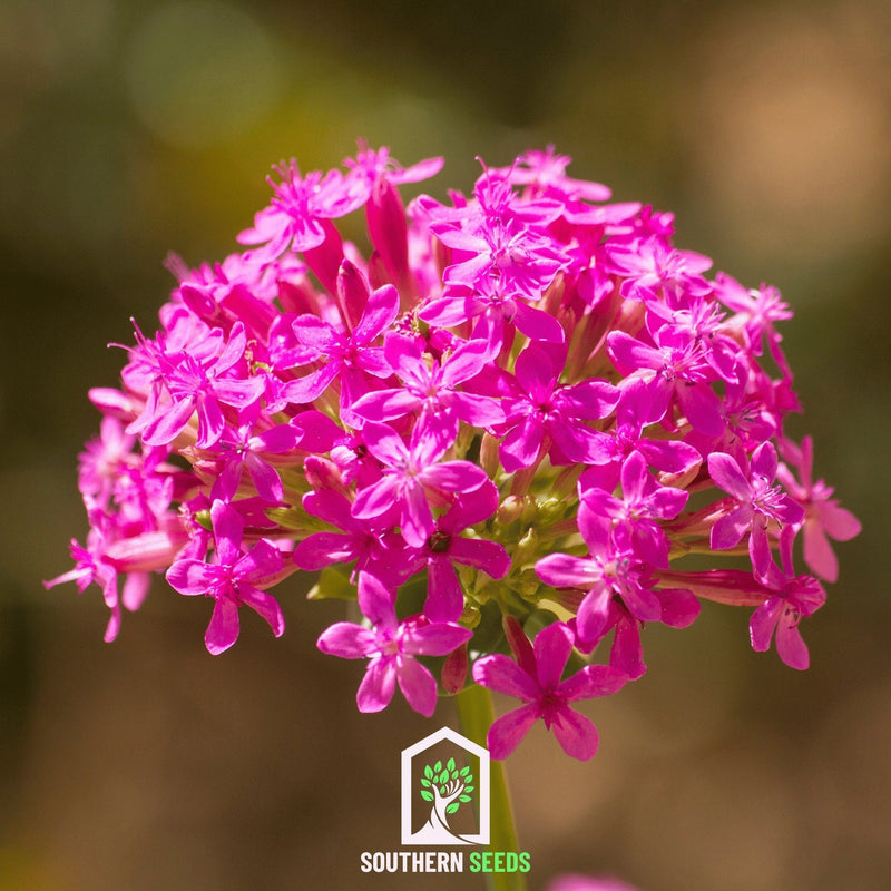 Load image into Gallery viewer, None So Pretty Catchfly – 250 Seeds
