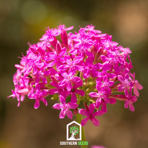 None So Pretty Catchfly 250 Seeds
