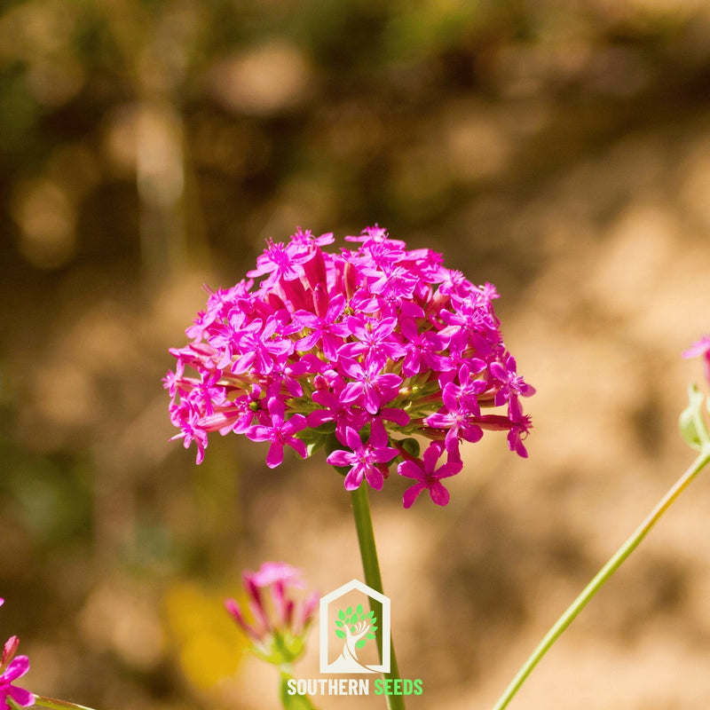 Load image into Gallery viewer, None So Pretty Catchfly – 250 Seeds
