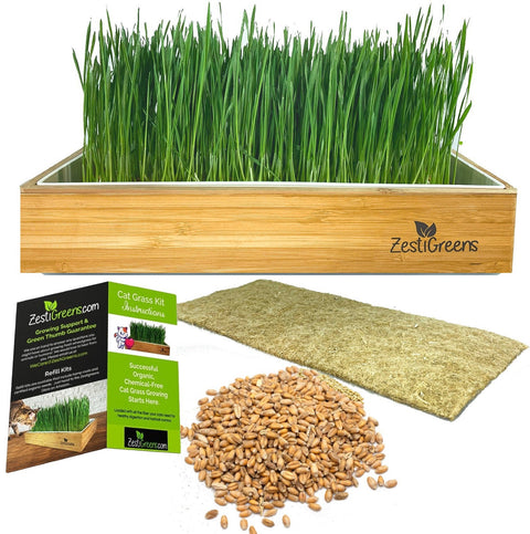 Self Watering Cat Grass Kit. The Easiest Way to Grow Cat Grass., additional product view 2