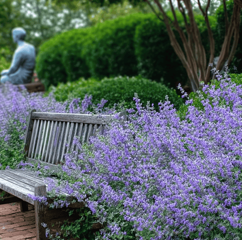 Catmint 100 Seeds