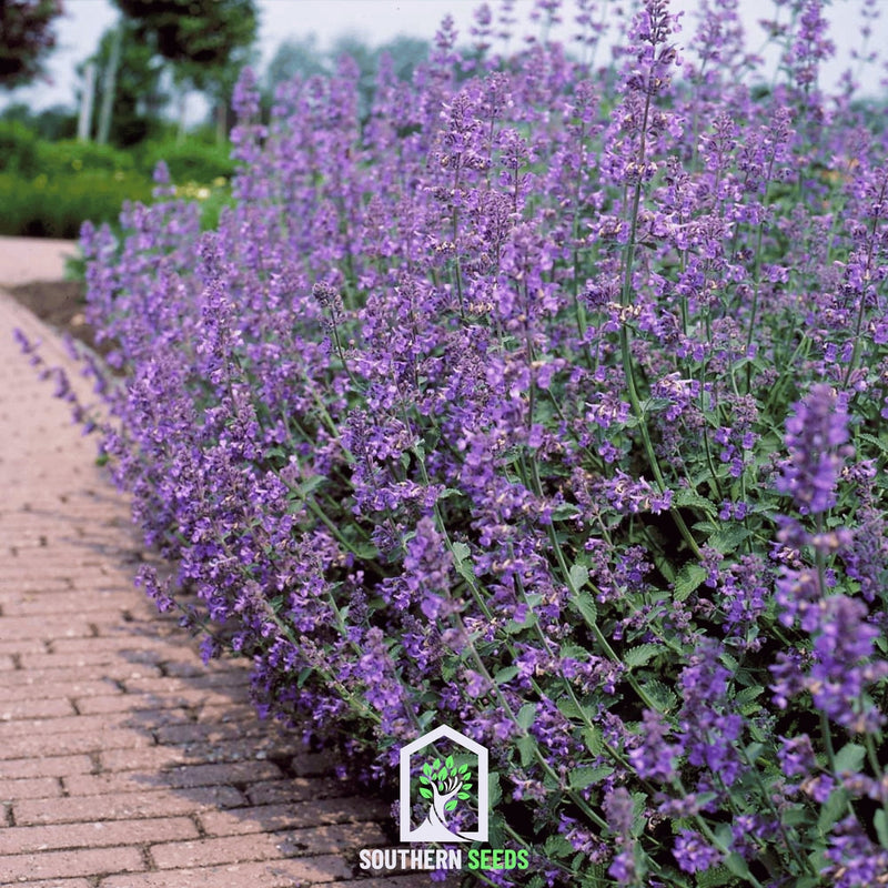 Load image into Gallery viewer, Catmint – 100 Seeds
